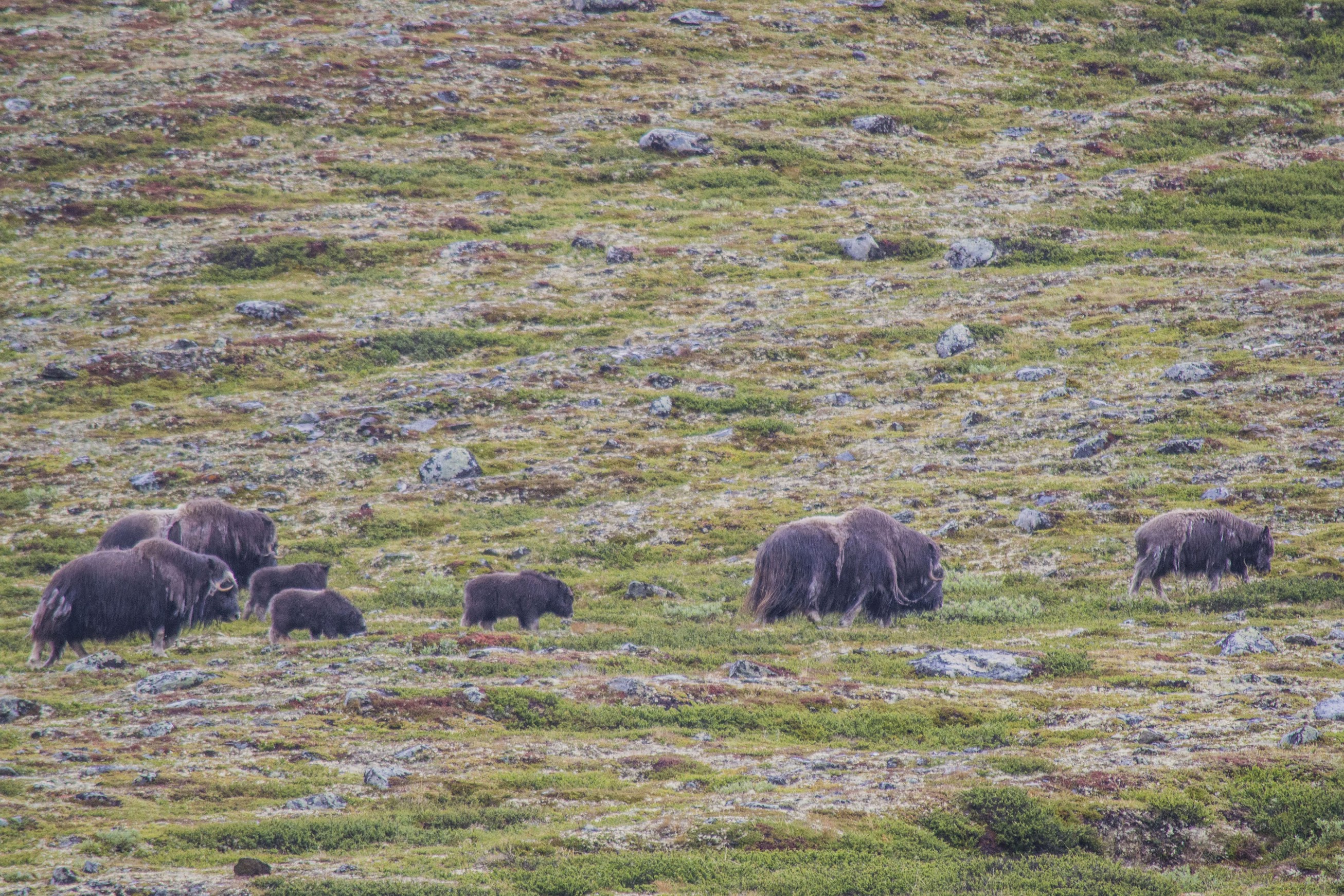 dieren-in-noorwegen