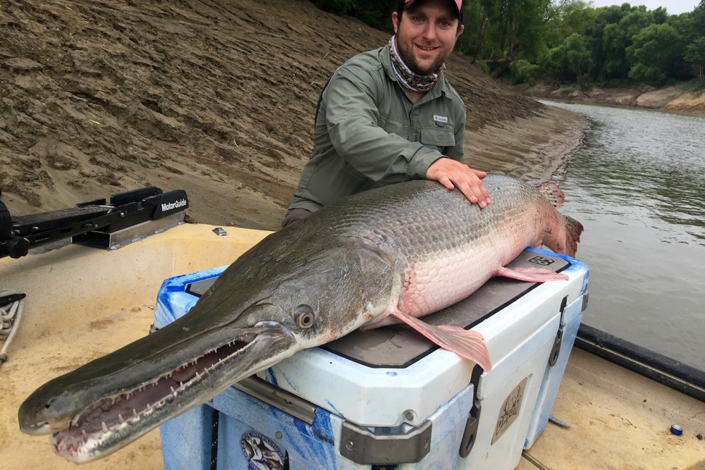 Alligator Gar, o peixe da era dos dinossauros