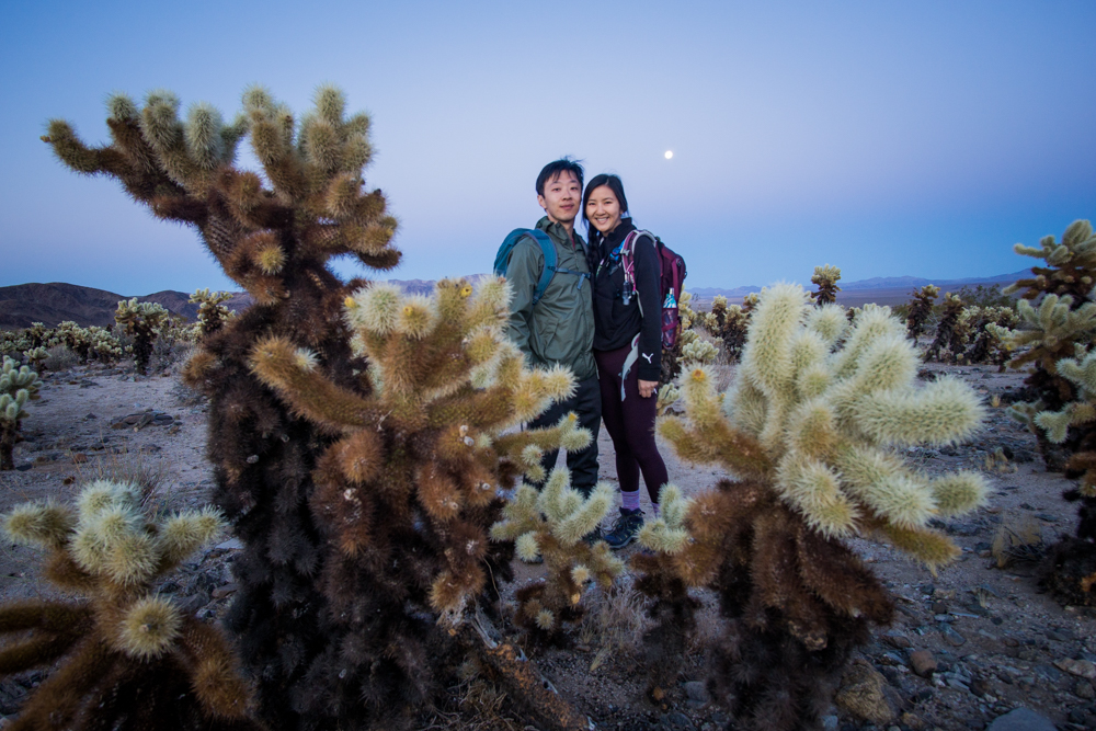 together with cholla cactus