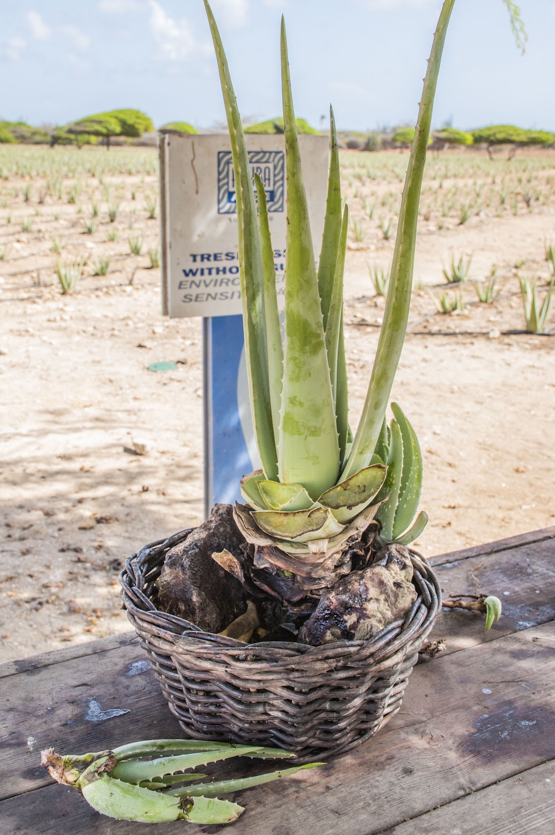 aruba-Aloë-vera