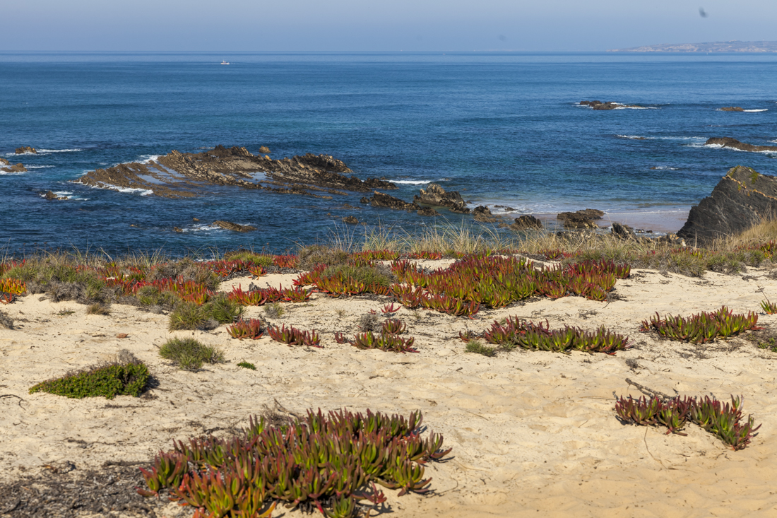 Треккинг на юге Португалии в январе: Rota Vicentina и Fishermen's trail (много фото)