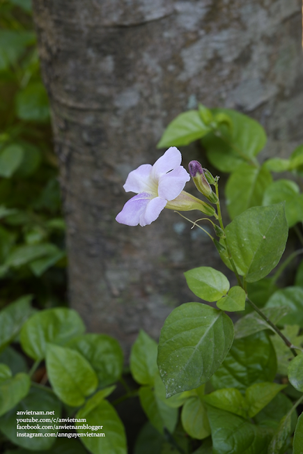 Bông rau ngót Nhật