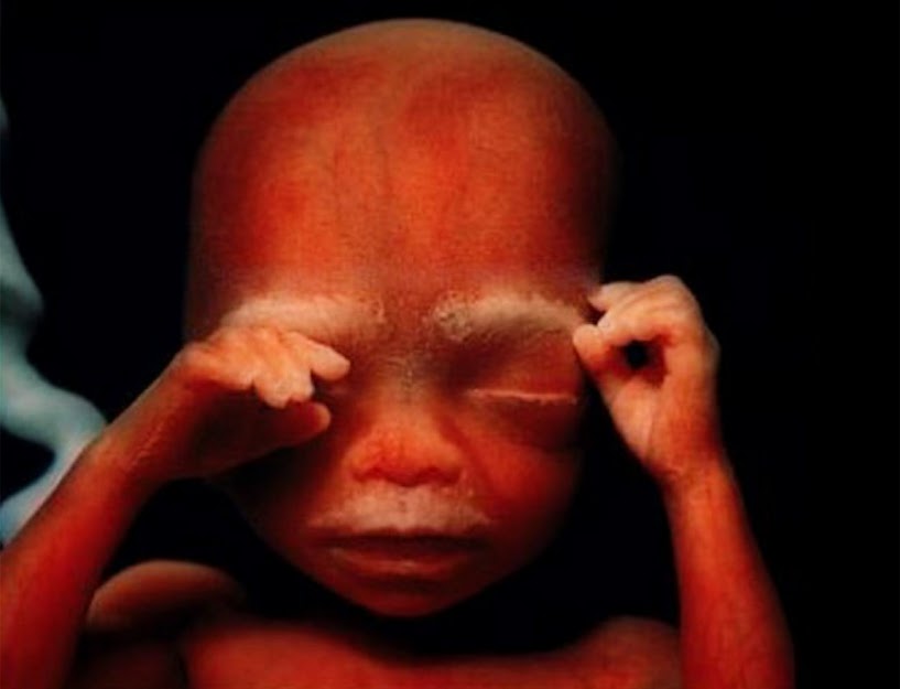 Incredible Photos of a Baby Developing in the Womb