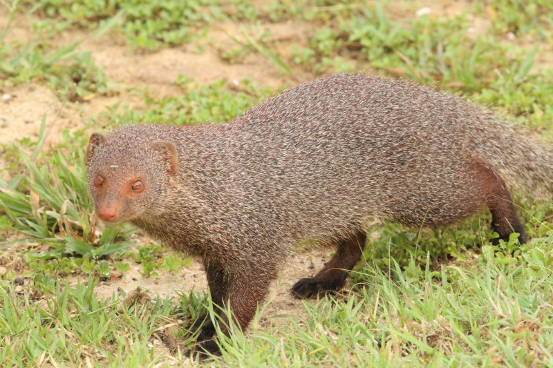 スリランカアカマングース