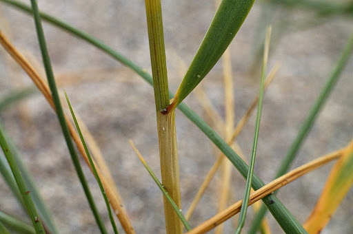 Elymus farctus boreali-atlanticus