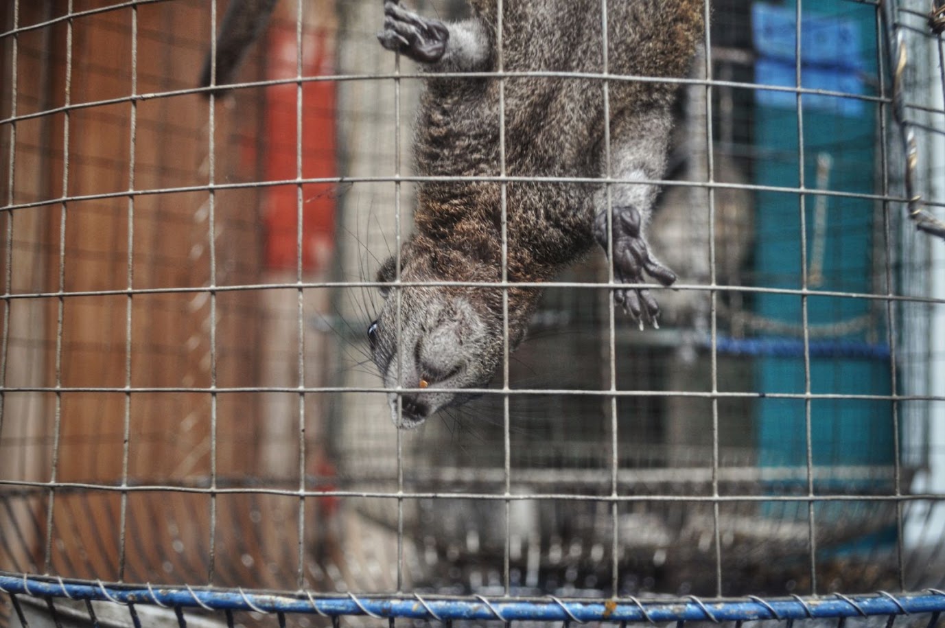 Ban Lep Karok
Chumphon Province
Thailand
Caged squirrel