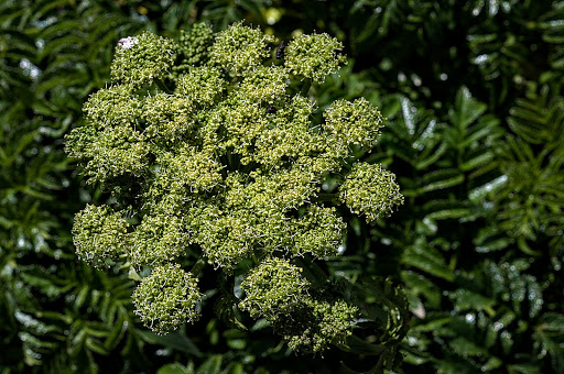 Angelica pachycarpa