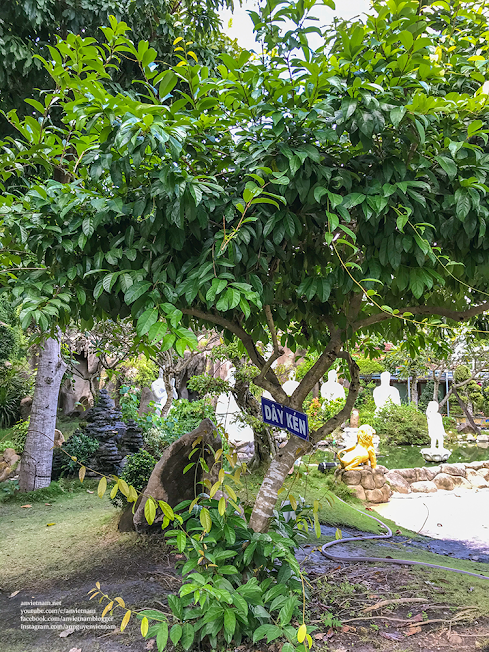 Du lịch tâm linh Tây Ninh: đẹp mắt chùa Thiền Lâm (chùa Gò Kén)