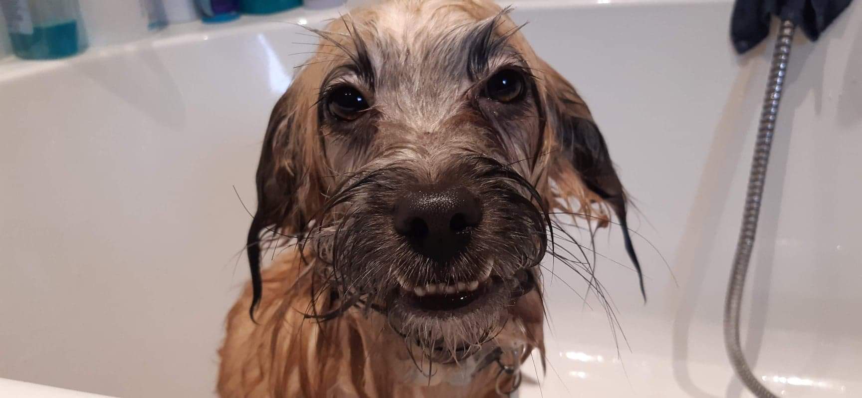 A portrait picture of a wet dog in a bath tub