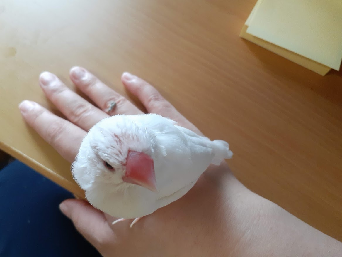 下僕 パック フェイスマスク のすすめ そこそこちこ