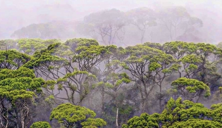 Sinharaja Forest Reserve