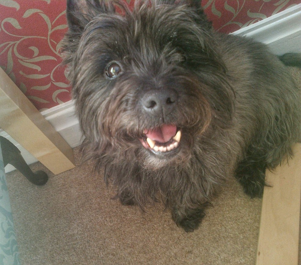 A cairn terrier dog smiling 