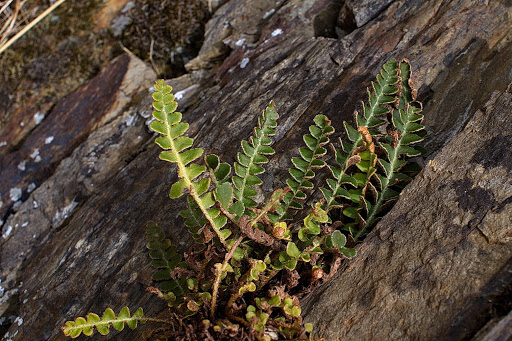 Asplenium Ceterach officinarum