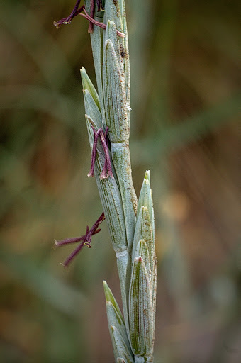 Elymus farctus boreali-atlanticus