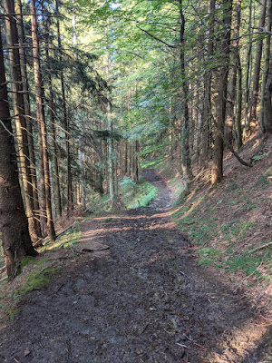 Stream on the trail