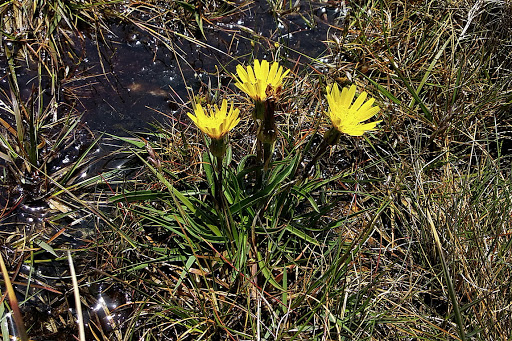 Scorzonera humilis