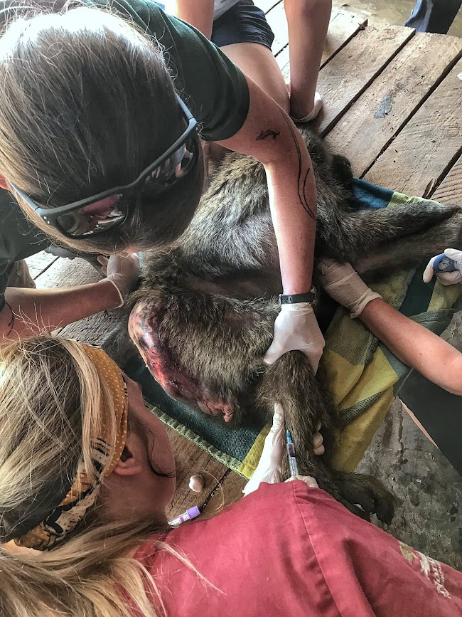 A volunteer vet nurse taking blood from a saphenous vein from a wild baboon as part of a health check at Lilongwe Wildlife Centre in Malawi, Africa