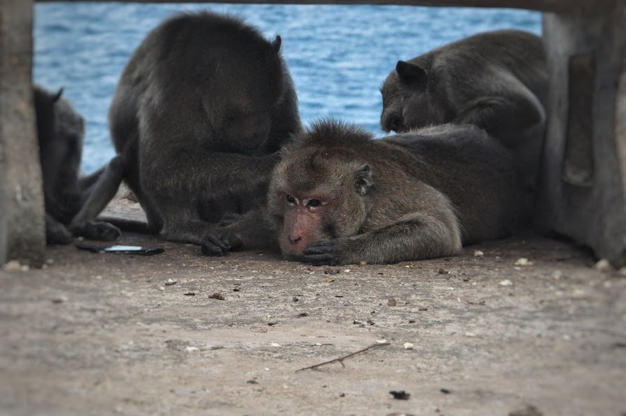 wat khao takiab hua hin monkeys