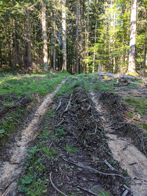 We followed this forest path, harvester made its tracks