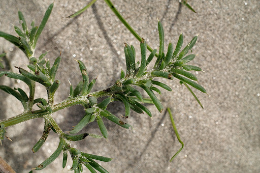 Salsola kali