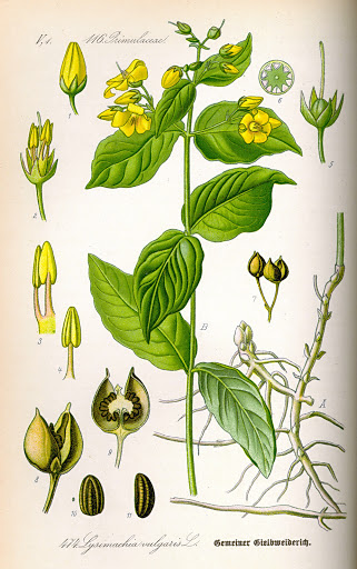 Lysimachia vulgaris