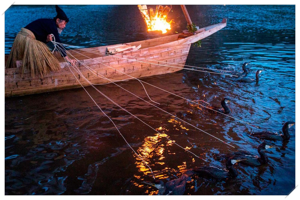 Ukai, a arte japonesa de pesca com aves