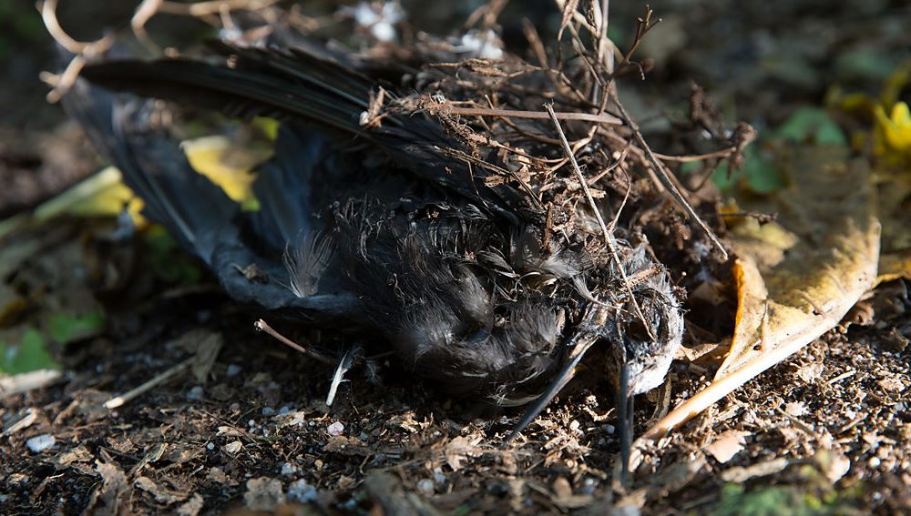 Pisonia, a árvore que mata pássaros