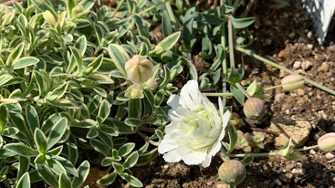 こぼれ種で増える植物にシフト ブログ