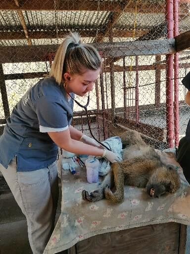 A volunteer vet nurse listening to a heart of a wild baboon using a stethoscope as part of a health check at Lilongwe Wildlife Centre in Malawi, Africa