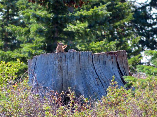 Squirrel on a tree stump