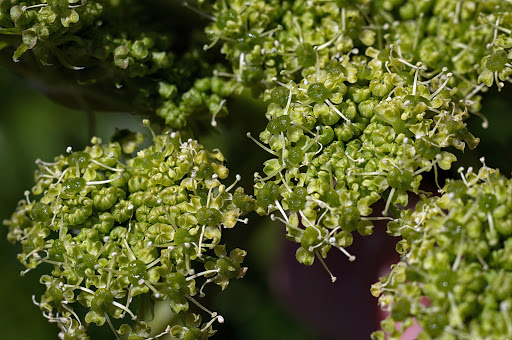 Angelica pachycarpa