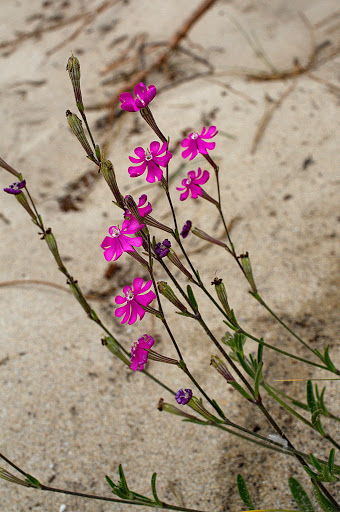 Silene scabriflora