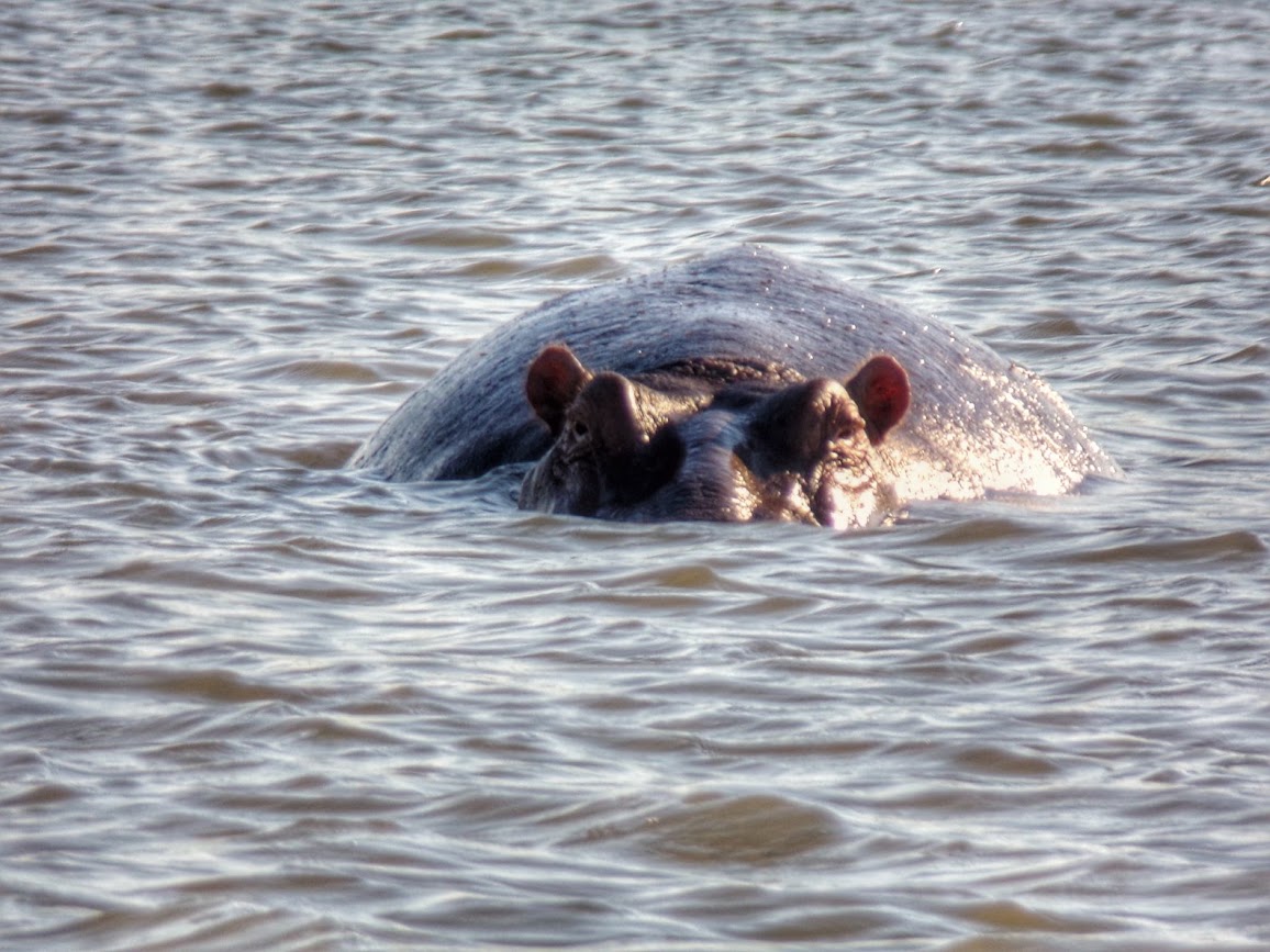 A wild hippopotamus swimming with his head popping out of the water in Liwonde National Park, Malawi, Africa