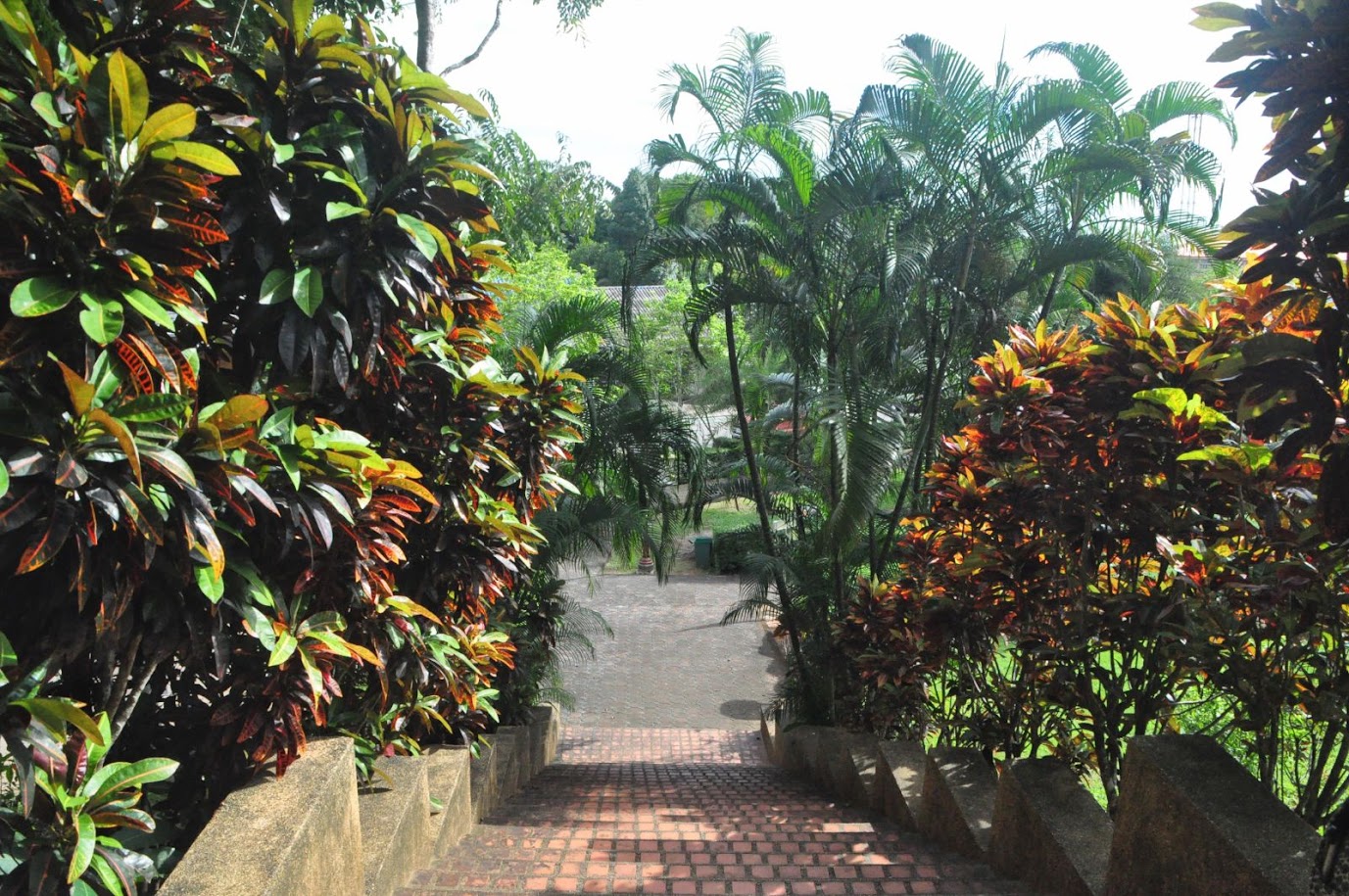 Rattanarangsan Palace's grounds
Ranong city
Thailand
Trees