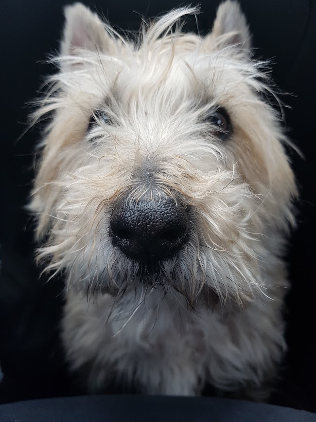 Cairn Terrier
Wheaten
Dog
Portrait