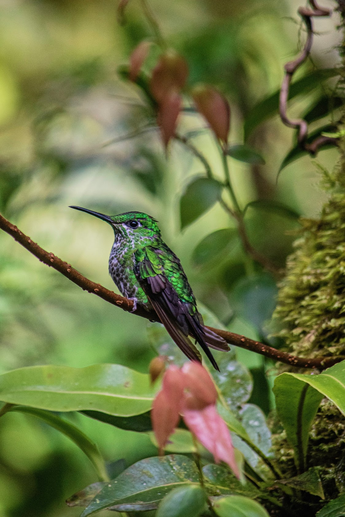 Monteverde-costa-rica