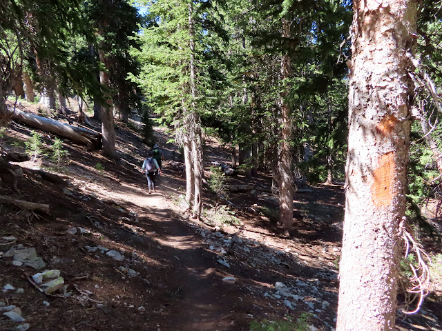 Blazed tree on a shady part of the trail