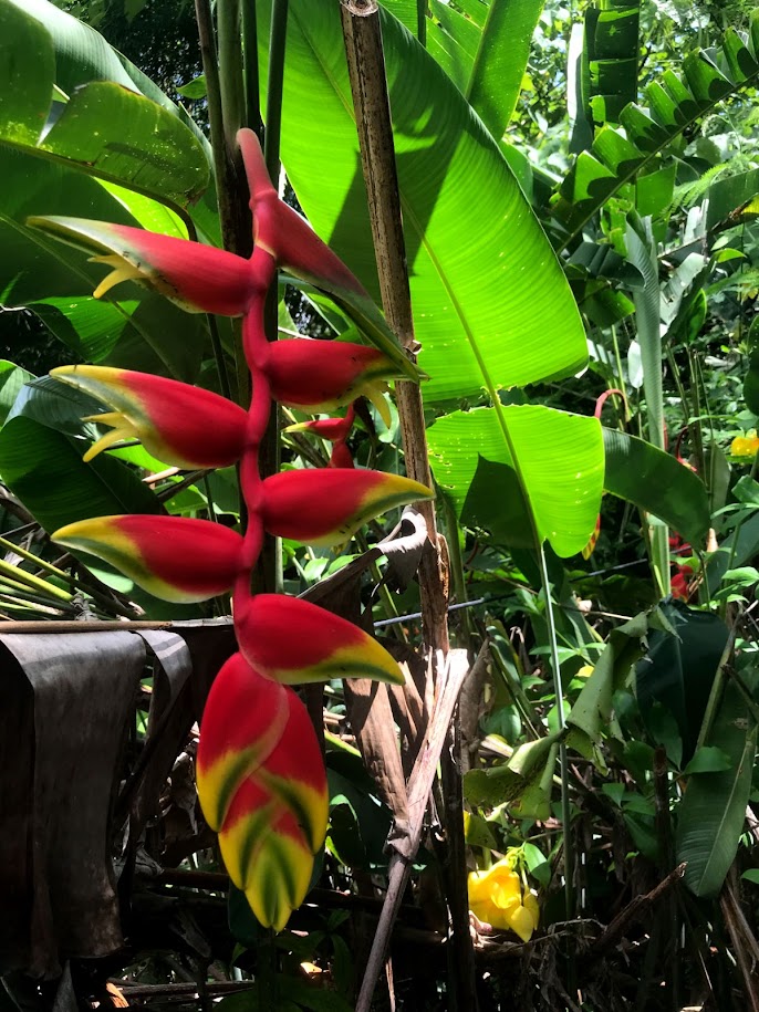 Khao Sok National Park
Thailand
Heliconia (lobster-claws)