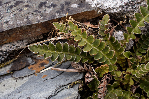 Asplenium Ceterach officinarum