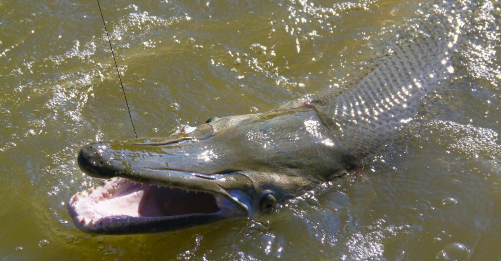 Alligator Gar, o peixe da era dos dinossauros