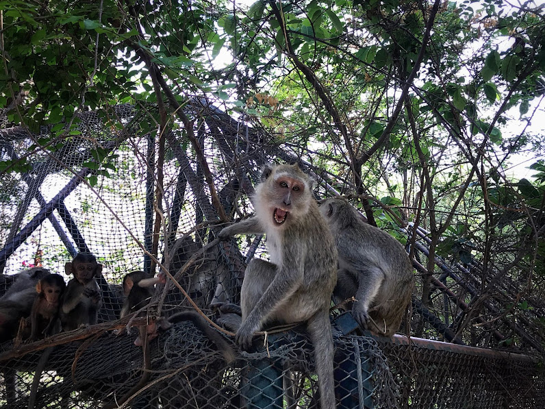 macaque monkey showing teeth aggressively