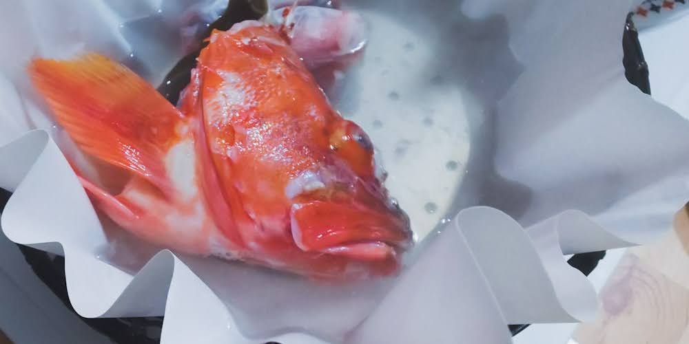 うっかりカサゴ 鍋 卵の煮付け 刺し身 熟女 熟成 カサゴ 釣りするカツオに食べるカツオ