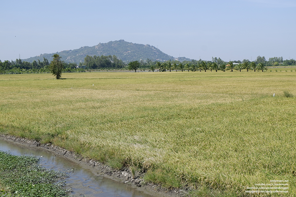 Thanh bình những cánh đồng An Giang mùa lúa chín