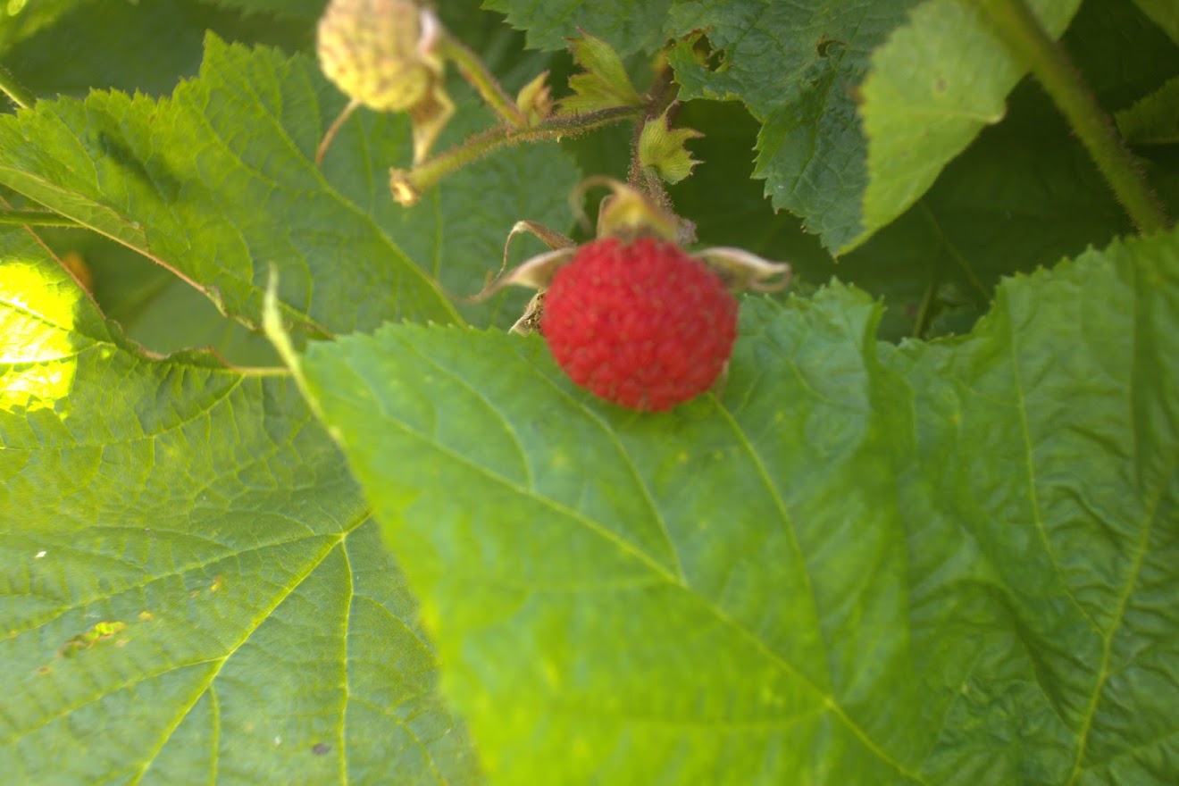 Mystery bramble berry in Seattle area : r/foraging