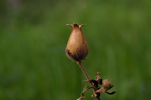 Silene latifolia