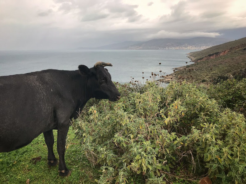 Cow staring at the sea view saranda albania