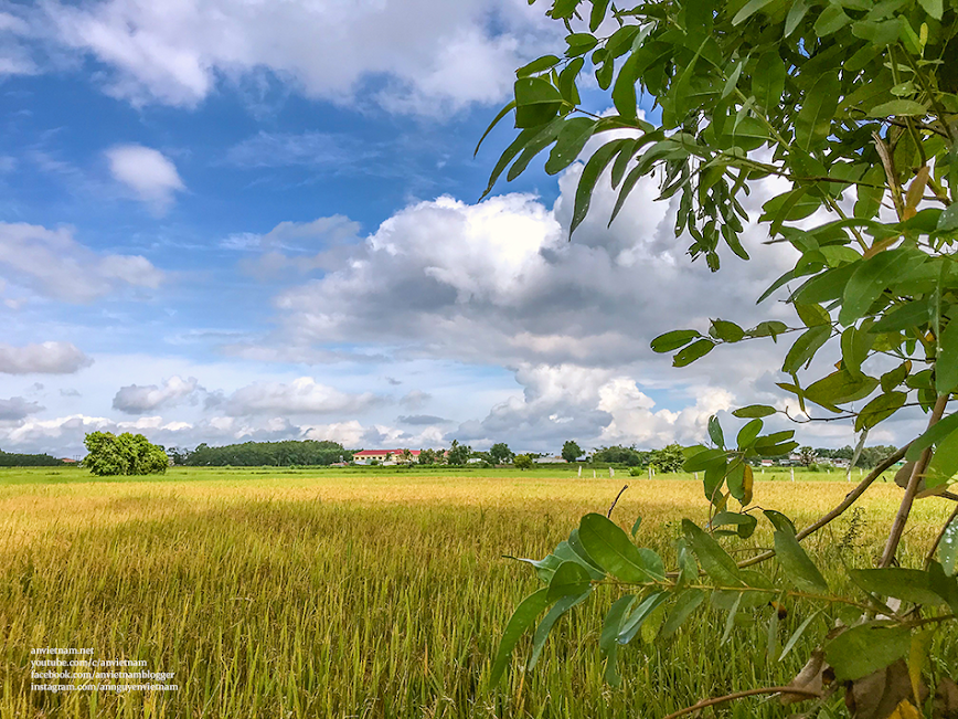 Tây Ninh có gì đẹp: 2 cây thốt nốt Tình Yêu Kvan