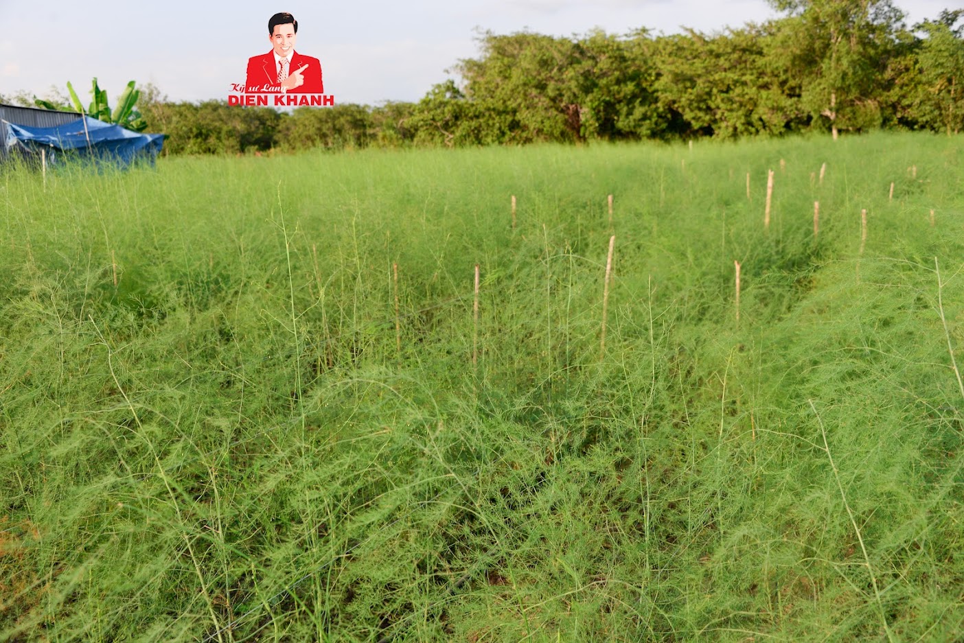MĂNG TÂY PHÁT TRIỂN TỐT VÀ ĐẠT NĂNG SUẤT CAO KHI SỬ DỤNG PHÂN THUỐC CÔNG TY DIÊN KHÁNH