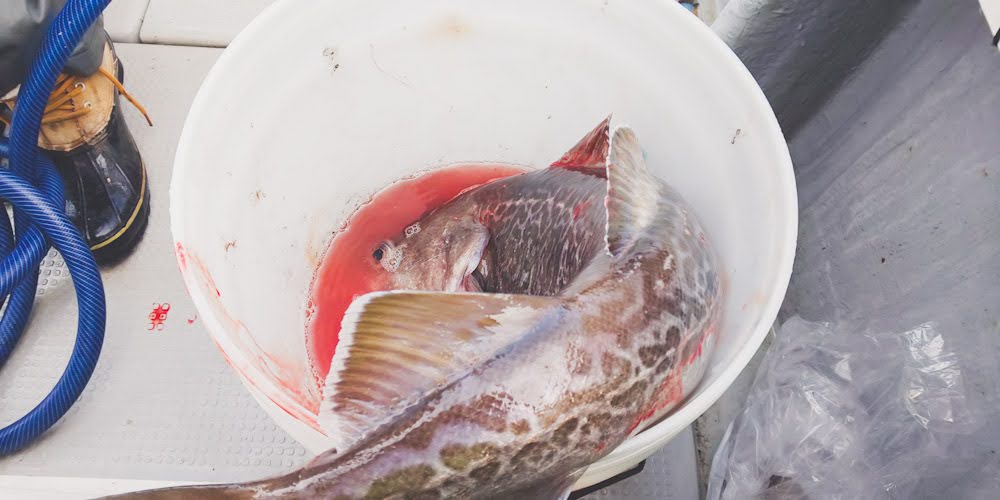 真鱈ジギング Nスタイル 石川県穴水町 釣りするカツオに食べるカツオ