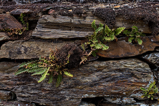 Asplenium Ceterach officinarum